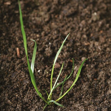 Italian Rye-grass - young