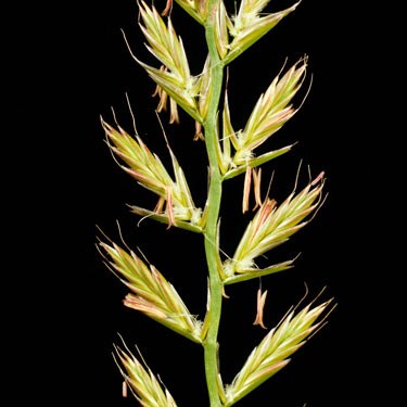 Italian Rye-grass - mature