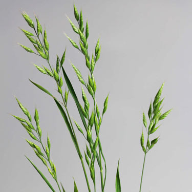 Meadow brome - mature