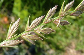 Perennial Rye-grass - mature