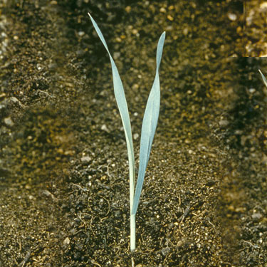 Wild Oat - young