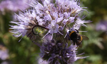 Bee on flower