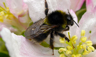 Bee on flower