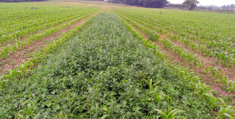 Farm user trial - Suffolk