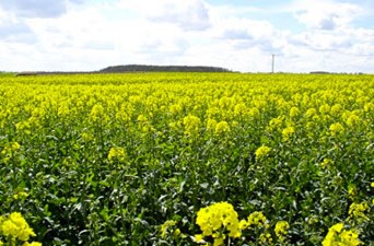 Oilseed Rape field