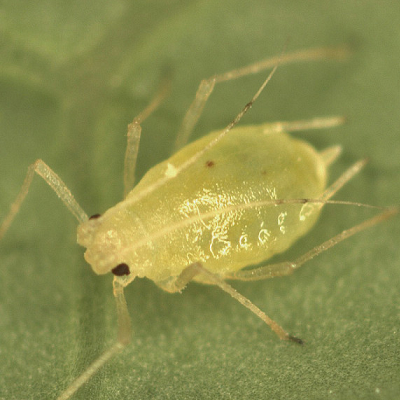 Aphid