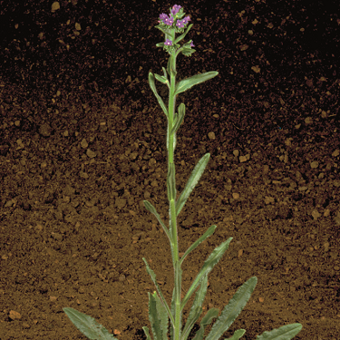 Bugloss 3