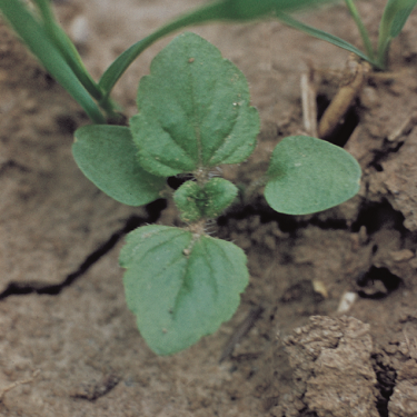 Common Field-Speedwell 2