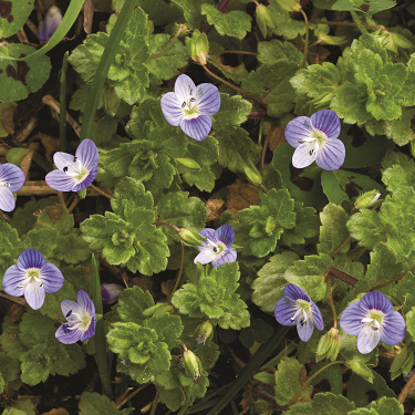 Common Field-Speedwell