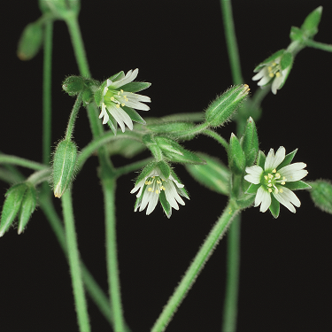 Common mouse-ear 3