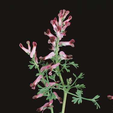 Fumitory 3