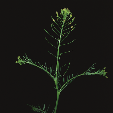 Flixweed 3
