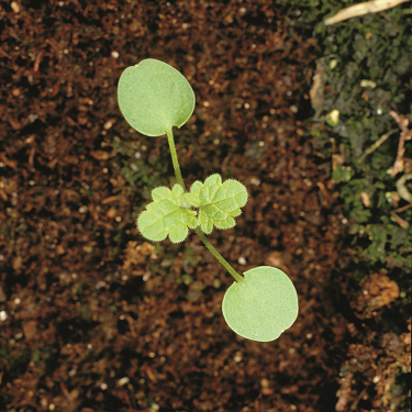 Hendit dead-nettle 1