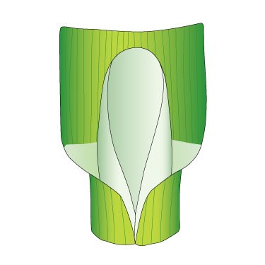 Canary Grass - Ligule