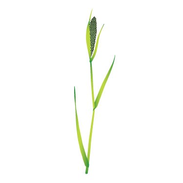 Canary grass 2