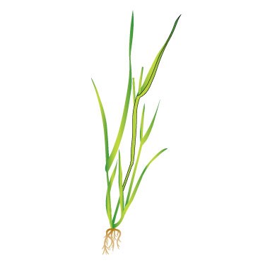 Canary-grass 1