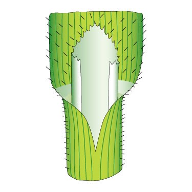 Barren brome - Ligule
