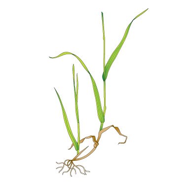 Barren brome - 1