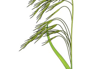 Barren brome
