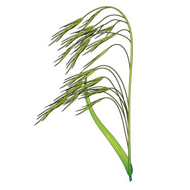 Barren brome 2