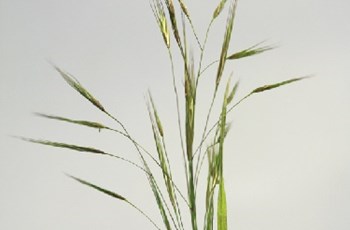 Barren brome