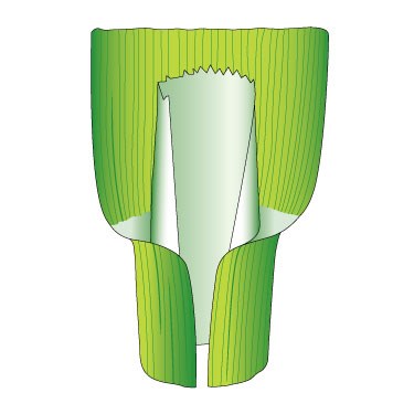 Black bent - Ligule