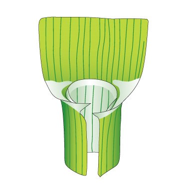 Couch grass - ligule