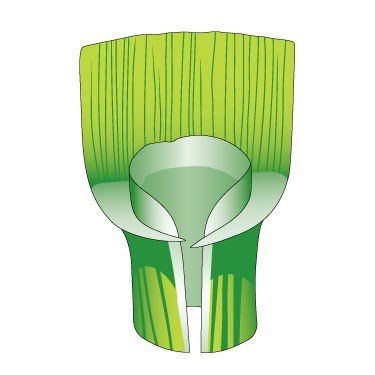 Italian rye-grass ligule