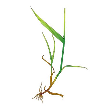 Italian rye-grass 1