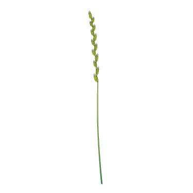 Italian rye-grass 2