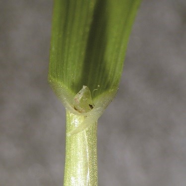 Italian rye-grass ligule photo