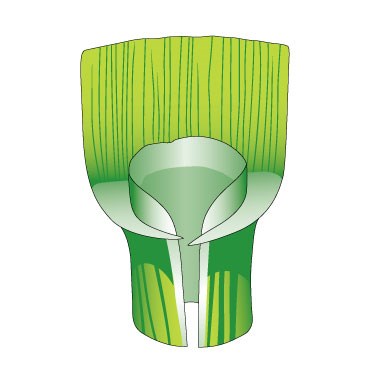 Perennial Rye-grass ligule