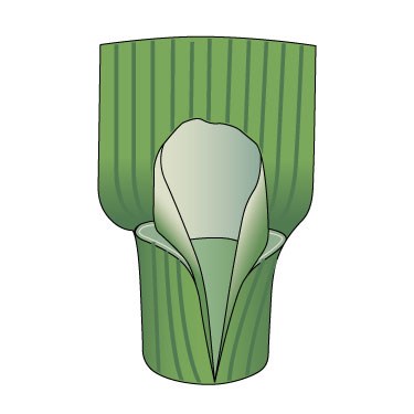 Timothy ligule