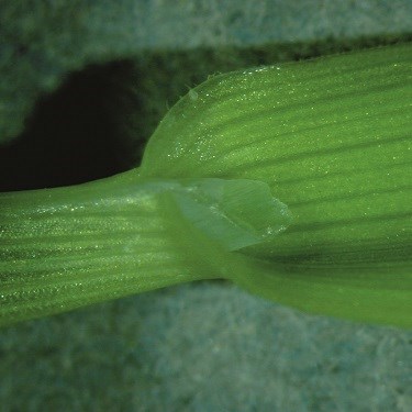 Timothy ligule photo