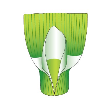 Wild oat 1