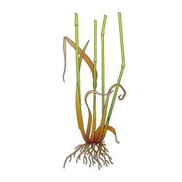 Wild oat 2