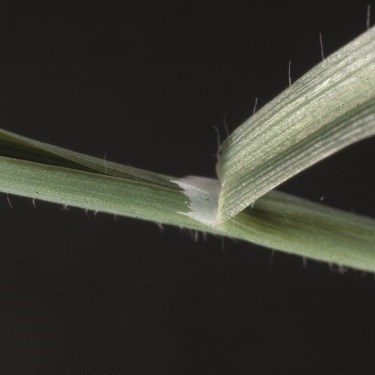 Wild oat ligule photo 1