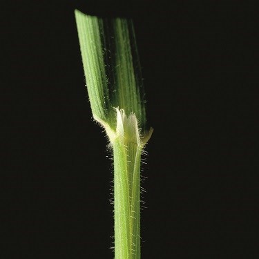 Yorkshire fog ligule photo