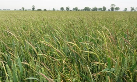 Black grass in Wheat