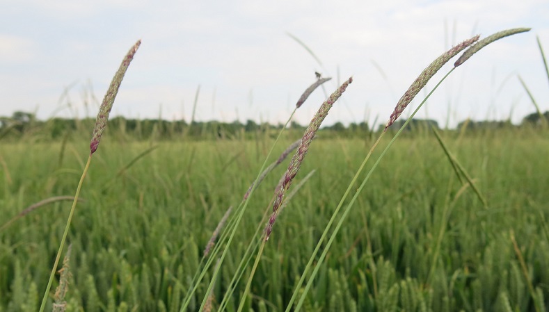 Black-grass