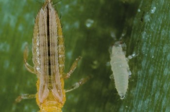 Onion thrips
