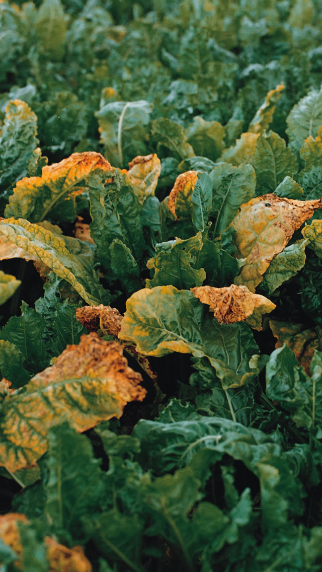 Aphid virus vectors - BYV and BMV