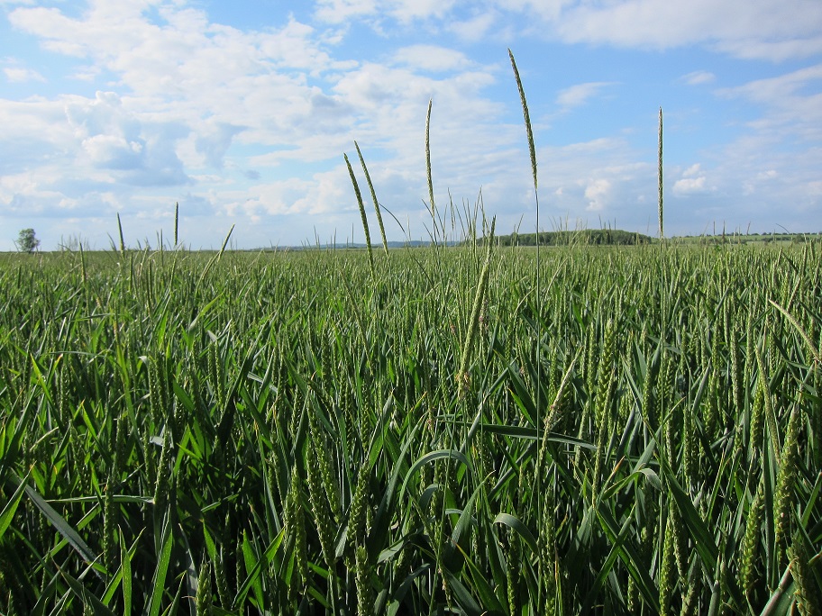 Black-grass