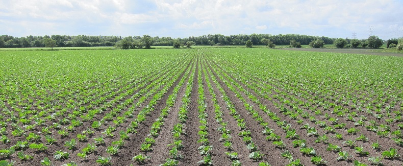 Sprouts