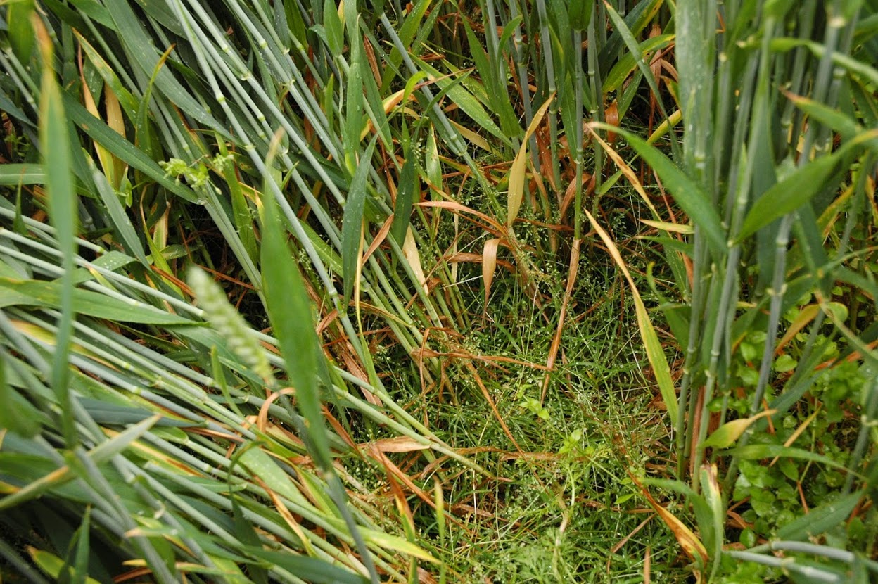 Annual Meadow grass in Wheat
