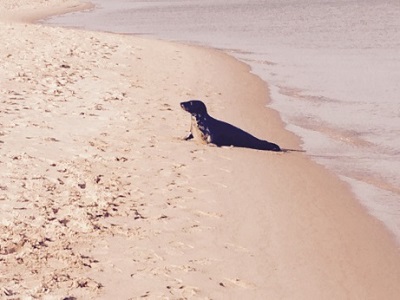 Seal