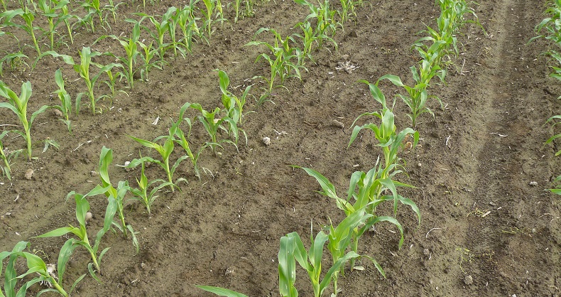 Maize hero image