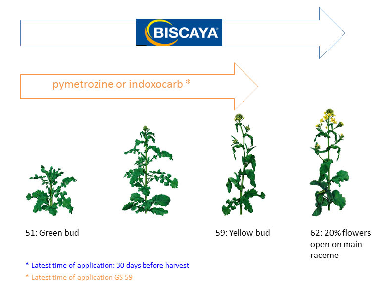 Pollen Beetle Predictor