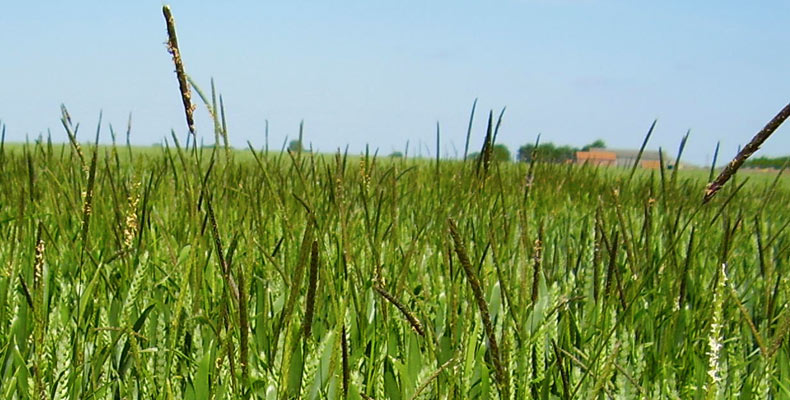 Black-Grass in field large image 2