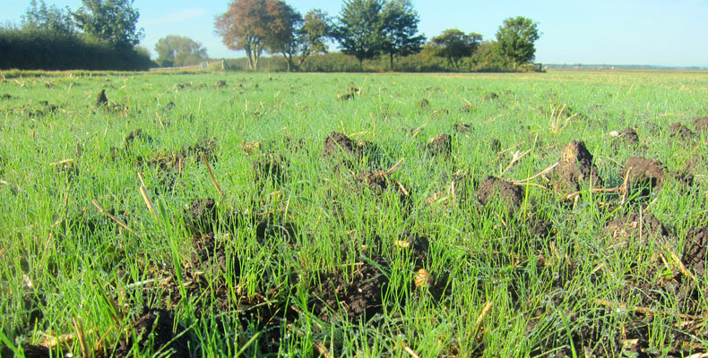 stale seedbed large